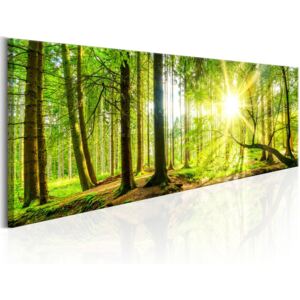 Bimago Obraz na plátne - Majestátne stromy 120x40 cm
