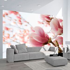 Fototapeta - Pink magnolia 250x193 cm
