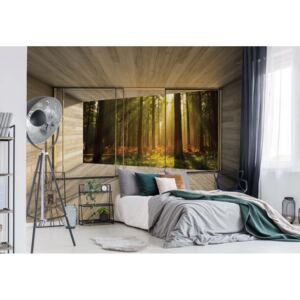 Fototapeta GLIX - Sunrise Forest 3D + lepidlo ZADARMO Vliesová tapeta - 254x184 cm