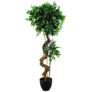 Europalms Fikus bonsai Europalms, výška 170 cm