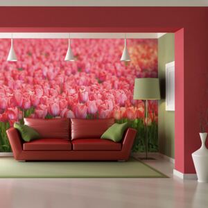 Bimago Fototapeta - Spring meadow - fresh pink tulips 200x154 cm