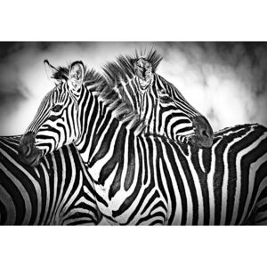 Fototapeta, Tapeta Zebras Black And White, (254 x 184 cm)