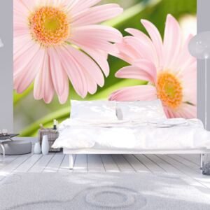 Fototapeta - Two pink gerbera daisies 250x193 cm