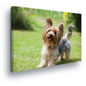 Obraz na plátne - Yorkshire Terrier II 80x80 cm