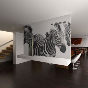 Fototapeta Bimago - Three zebras + lepidlo zadarmo 200x154 cm