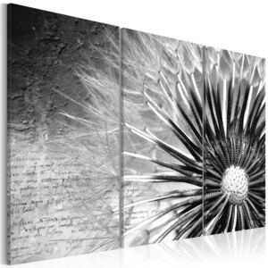 Obraz - dandelion (black and white) 60x40
