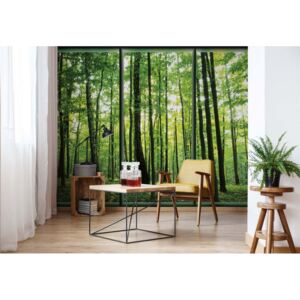 GLIX Fototapeta - Forest Trees Green Window View Vliesová tapeta - 368x254 cm