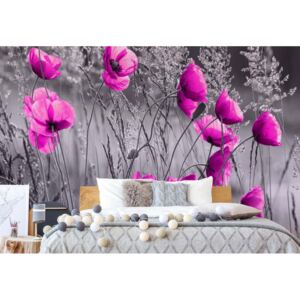 Fototapeta GLIX - Purple Poppies + lepidlo ZADARMO Vliesová tapeta - 312x219 cm