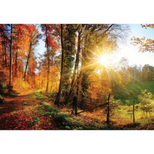 GLIX Fototapeta na dvere - Sunrise In Autumn Forest
