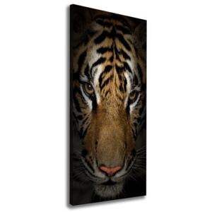 Moderné fotoobraz canvas na ráme Tiger pl-oc-50x125-f-69917271