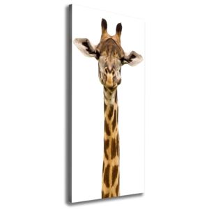 Moderné fotoobraz canvas na ráme Žirafa pl-oc-50x125-f-53003309