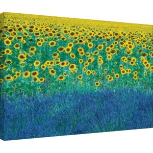 Obraz na plátne David Clapp - Sunflowers in Provence, France, (80 x 60 cm)