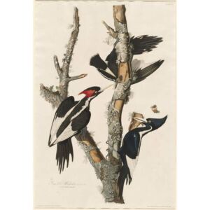Reprodukcia, Obraz - Ivory-billed Woodpecker, 1829, John James (after) Audubon