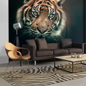 Fototapeta Bimago - Bengal Tiger + lepidlo zadarmo 350x270 cm