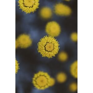 Umelecká fotografia Texture of yellow flowers, Javier Pardina