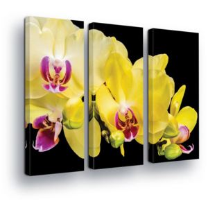 Obraz na plátne - Yellow Flowers with Black Background 3 x 30x80 cm