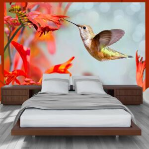 Fototapeta Bimago - Hummingbird flight + lepidlo zadarmo 100x70 cm