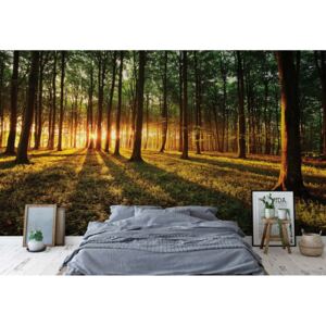 Fototapeta GLIX - Forest Landscape Sunrise + lepidlo ZADARMO Vliesová tapeta - 416x254 cm