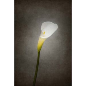 Graceful flower - Calla No. 3 | vintage style , (85 x 128 cm)