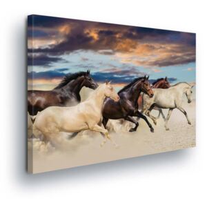 Obraz na plátne - Horse Hero 80x80 cm