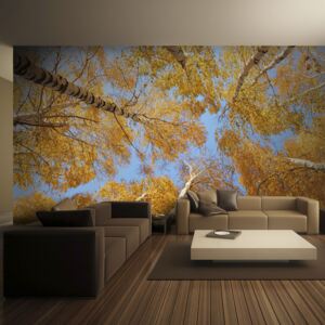 Bimago Fototapeta - Autumnal treetops 200x154 cm