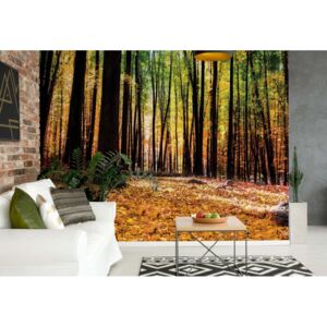 Fototapeta - Orange Autumn Forest Papírová tapeta - 184x254 cm