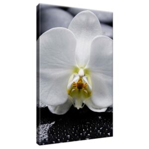 Obraz na plátne Tajomná orchidea a čierne kamene 20x30cm 1708A_1S