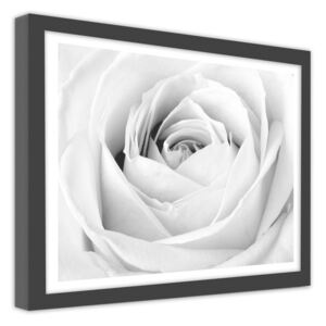 CARO Obraz v ráme - White Rose 80x60 cm Čierna