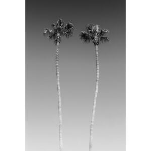 Umelecká fotografia Palm Trees In Black White, Melanie Viola