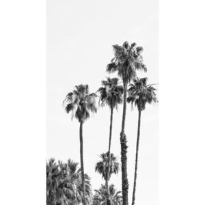 Umelecká fotografia Palm trees by the sea, Melanie Viola