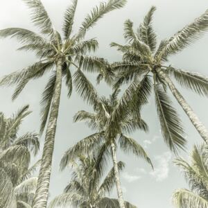 Umelecká fotografia Lovely Vintage Palm Trees, Melanie Viola