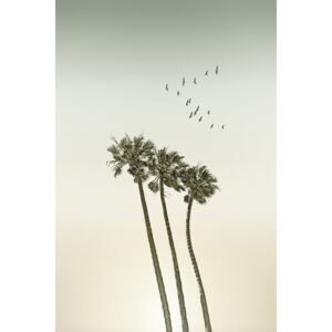 Umelecká fotografia Vintage palm trees at sunset, Melanie Viola