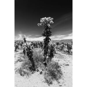 Umelecká fotografia Cholla Cactus Garden, Joshua Tree National Park, Melanie Viola
