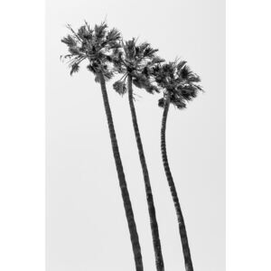 Umelecká fotografia Palm Trees Summertime, Melanie Viola