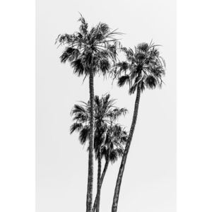 Umelecká fotografia Lovely Palm Trees | monochrome, Melanie Viola