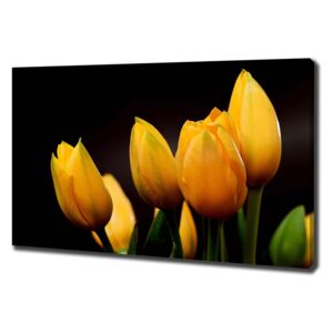 Foto obraz na plátne Žlté tulipány pl-oc-100x70-f-64836622