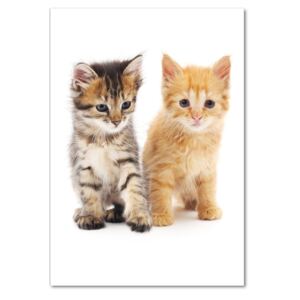 Foto-obraz sklenený zvislý Sivá a červená mačka pl-osh-70x100-f-101681955