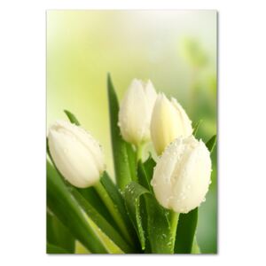 Foto obraz fotografie na skle Biele tulipány pl-osh-70x100-f-34973360