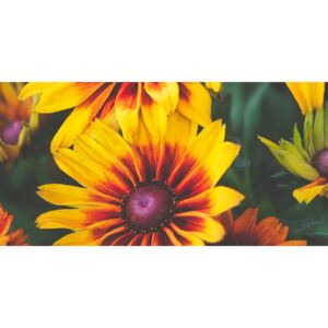 Obraz atraktívne dvojfarebné kvety