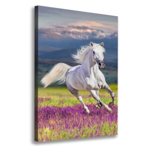 Foto obraz na plátne Biely kôň cval pl-oc-70x100-f-113343319