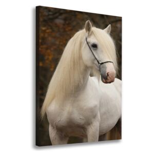 Foto obraz na plátne do obývačky Biely kôň pl-oc-70x100-f-20279247