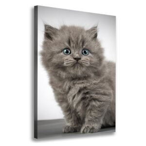 Foto obraz na plátne Sivá a britská mačka pl-oc-70x100-f-66248272