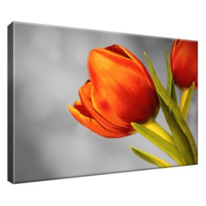 Obraz na plátne Nádherné červené tulipány 30x20cm 1627A_1T
