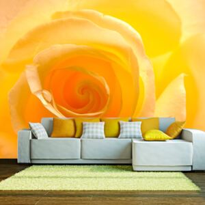 Fototapeta Bimago - Yellow rose + lepidlo zadarmo 250x193 cm