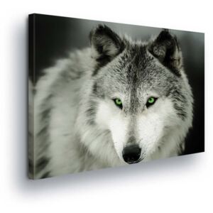 Obraz na plátne - Grey Wolf 80x80 cm