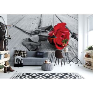 GLIX Fototapeta - Red Rose Black And White Vliesová tapeta - 254x184 cm