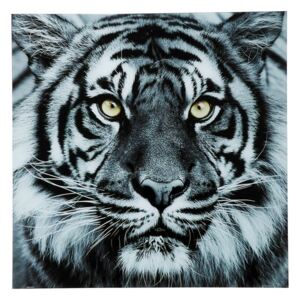 KARE DESIGN Sada 2 ks − Obraz na skle Face Tiger 80 × 80 cm 80 × 80 × 4 cm