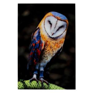 KARE DESIGN Sklenený obraz Cute Owl 120×80 cm 120 × 80 × 4 cm