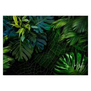 Veľkoformátová tapeta Bimago Dark Jungle, 400 x 280 cm
