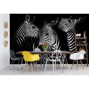 Fototapeta - Black And White Zebras Papírová tapeta - 368x280 cm